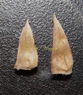  Stipules